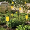 Garden of Eden 11379 Ragadós rovarcsapda lap - 250 x 170 mm - sárga - 10 db / csomag
