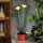 Garden of Eden 11735C Szolár színes virág - 8 x 8 x 32 cm - 10 melegfehér LED - sárga