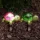 Garden of Eden 11751B Leszúrható szolár - teknősbéka - fehér LED - 10 x 6 x 15 cm
