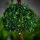 Garden of Eden 58220E Szolár LED fényfüzér - szitakötő - 2,4 m - 25 LED - melegfehér