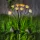 Garden of Eden 11272 Leszúrható szolár lámpa - kamilla - 10 melegfehér LED - 80 cm